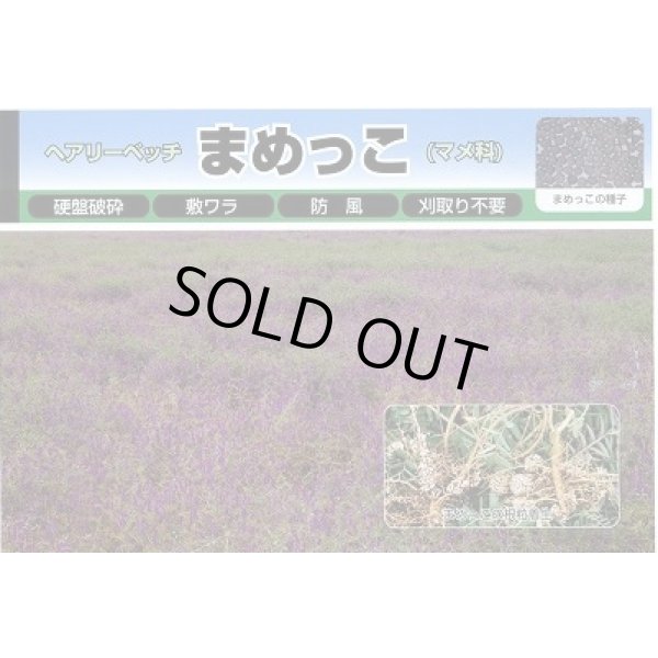 画像4: [緑肥]　ヘアリーベッチ　まめっこ　1kg　カネコ種苗(株) (4)