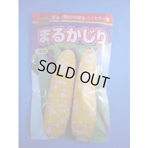 画像1: 送料無料　[とうもろこし]　まるかじり　200粒　渡辺農事（株） (1)
