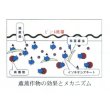 画像6: [緑肥]　チャガラシ　辛神　500g　雪印種苗(株) (6)
