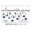 画像6: [緑肥]　チャガラシ　辛神　500g　雪印種苗（株） (6)