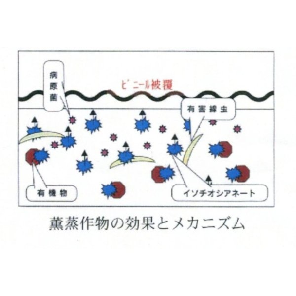 画像6: [緑肥]　チャガラシ　辛神　500g　雪印種苗(株) (6)
