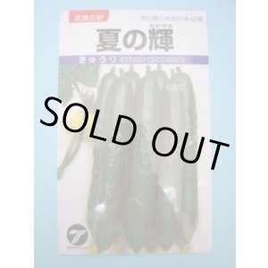 画像: 送料無料　[キュウリ]　夏の輝　1.1ml　(株)タカヤマシード