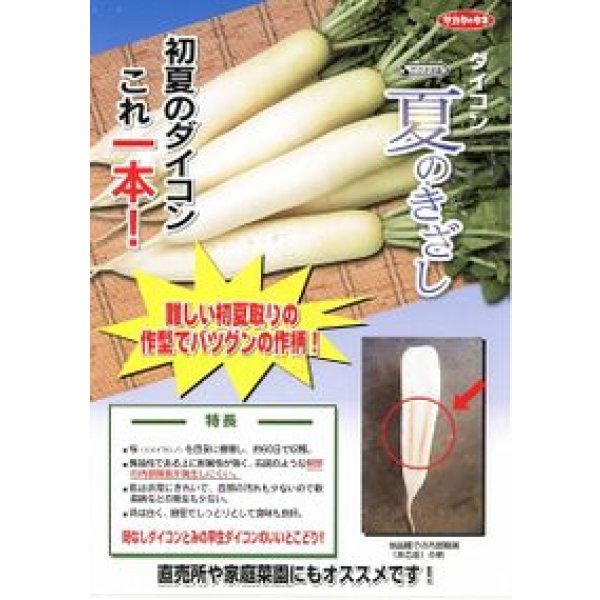 画像2: 送料無料 [大根] 夏のきざし 20ml サカタ交配 (2)