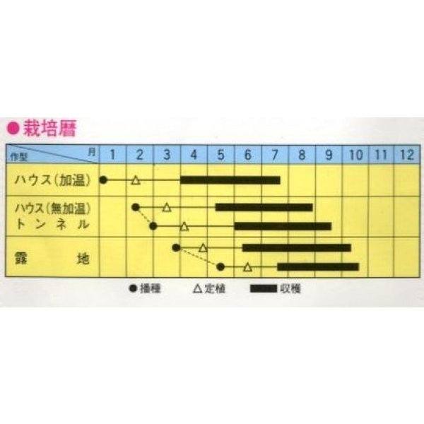 画像2: 送料無料　[ゴーヤ]　にがにがくん　10粒　トキタ種苗(株) (2)