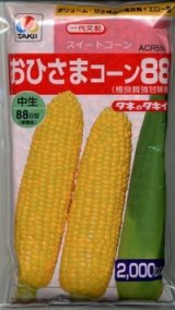 画像: 送料無料[とうもろこし]　おひさまコーン88　2000粒　タキイ種苗(株)
