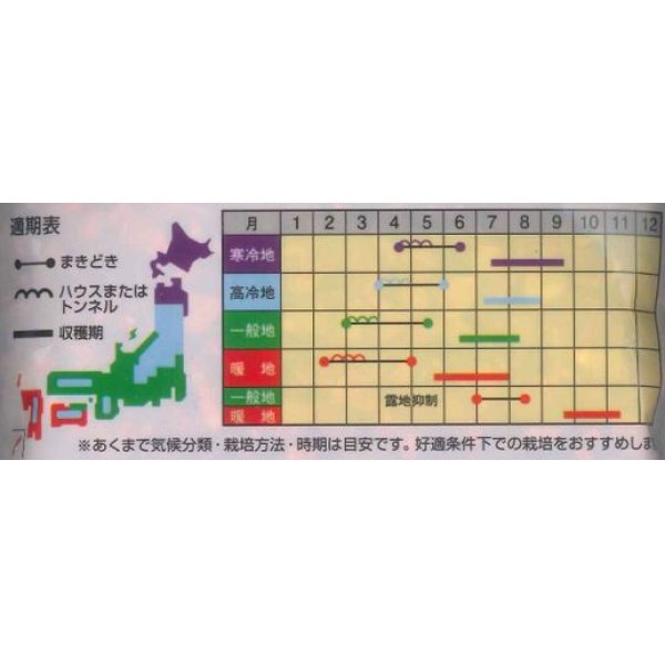 画像4: [とうもろこし]　おおもの　2000粒　ナント種苗（株） (4)