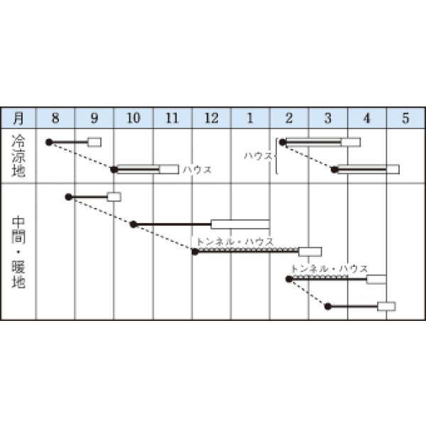 画像2: [シーダー種子]　ほうれんそう　オーライ　1粒×5cm間隔 (2)