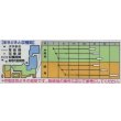画像2: 送料無料　[カリフラワー]　オレンジブーケ　0.9m　タキイ種苗(株)　DF (2)