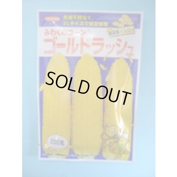 画像1: 送料無料　[とうもろこし]　ゴールドラッシュ　200粒　(株)サカタのタネ (1)