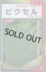 画像: 送料無料　[ブロッコリー]　ピクセル　2000粒　(株)サカタのタネ