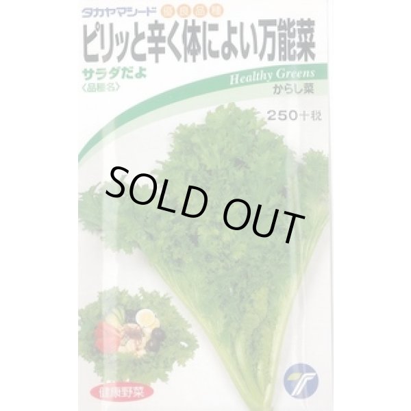 画像1: [葉物] からし菜 サラダだよ ピリッと辛く体によい万能菜 5ml (株)タカヤマシード (1)
