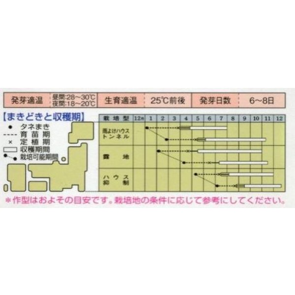 画像4: 送料無料　[ピーマン]　こどもピーマン　ピー太郎　27粒　タキイ種苗(株)　DF (4)