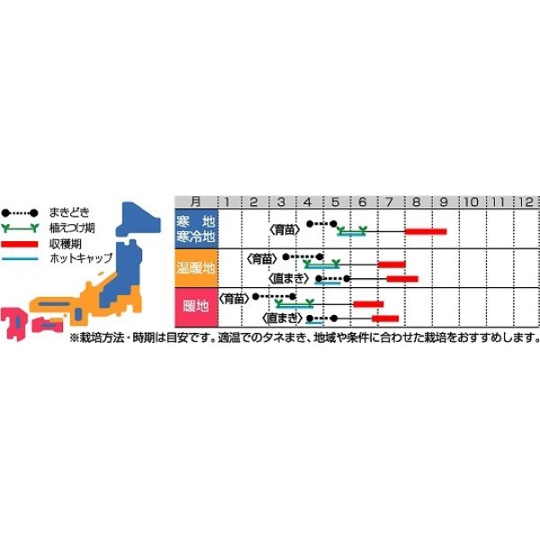 画像2: [かぼちゃ]　プッチィーニ　100粒　サカタ交配 (2)