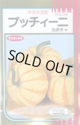 画像: 送料無料　[かぼちゃ]　プッチィーニ　100粒　(株)サカタのタネ