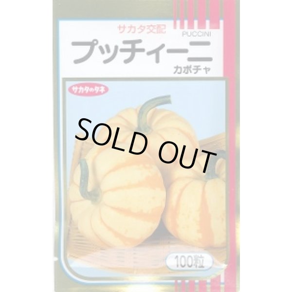 画像1: 送料無料 [かぼちゃ] プッチィーニ 100粒 (株)サカタのタネ (1)