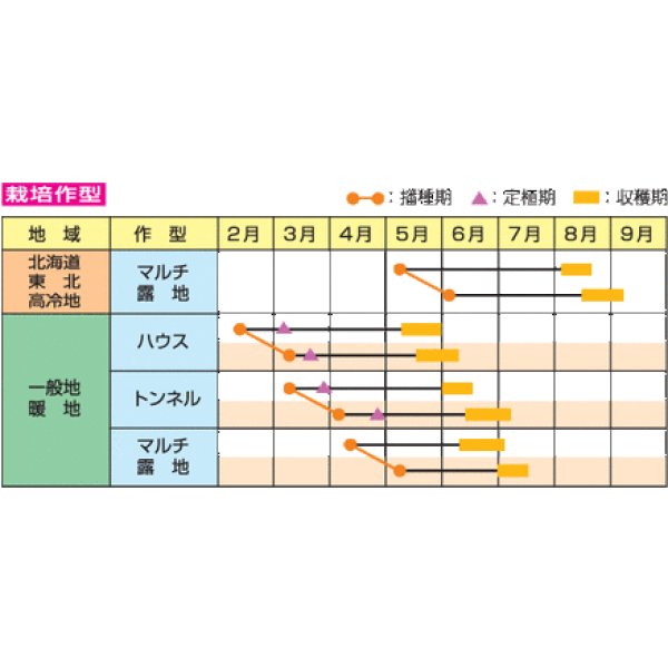 画像5: 送料無料　[枝豆]　味風香　70ml(およそ160粒)　雪印種苗(株) (5)