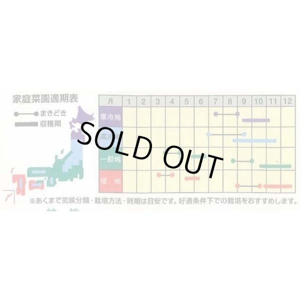 画像2: 送料無料　[かぶ]　飛鳥あかね蕪　2ml(約400粒)　ナント種苗(株) (2)