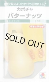 画像: 送料無料　[かぼちゃ]　バターナッツ　16粒　タキイ種苗(株)　GF