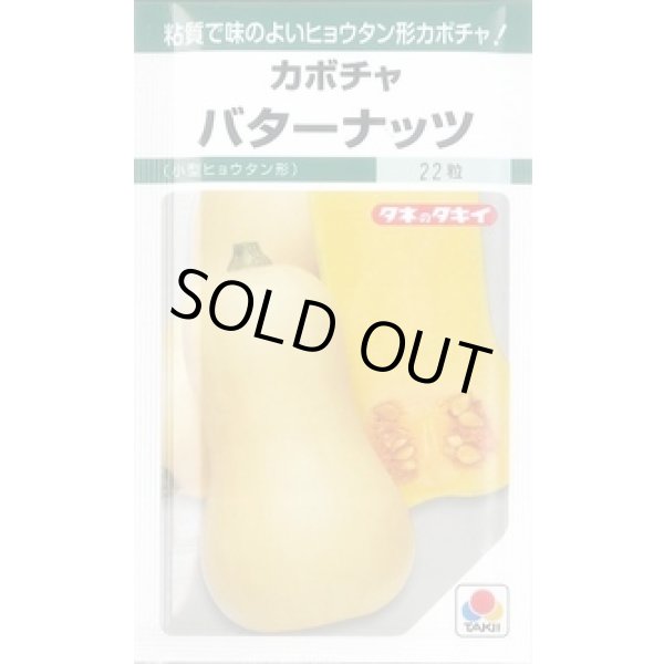 画像1: 送料無料　[かぼちゃ]　バターナッツ　16粒　タキイ種苗(株)　GF (1)