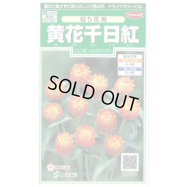 画像1: 送料無料　花の種　黄花千日紅　約42粒　(株)サカタのタネ　実咲250（026255） (1)