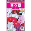 画像1: 花の種　日々草　エクエイターミックス　約58粒　サカタのタネ（株）実咲350 (1)