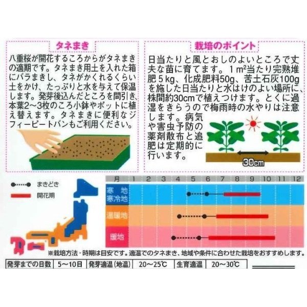 画像2: 花の種　日々草　エクエイターミックス　約58粒　サカタのタネ（株）実咲350 (2)