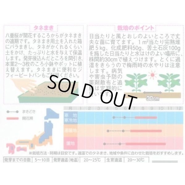 画像2: 送料無料　花の種　日々草　エクエイターミックス　約58粒　(株)サカタのタネ　実咲350（026124） (2)