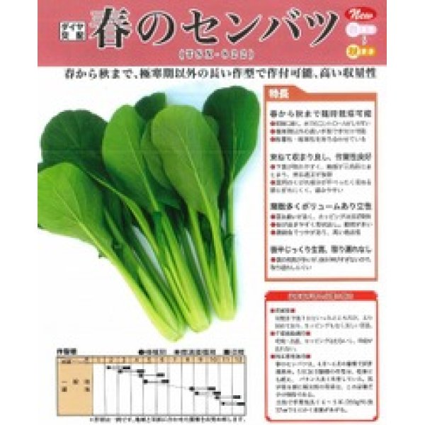 画像2: [シーダー種子]　小松菜　春のセンバツ　1粒×5cm間隔 (2)