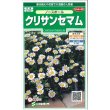 画像1: 花の種　クリサンセマム　ノースポール　約115粒　　サカタのタネ（株）実咲250 (1)