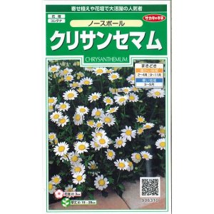 画像: 花の種　クリサンセマム　ノースポール　約115粒　　サカタのタネ（株）実咲250