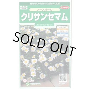 画像: 送料無料　花の種　クリサンセマム　ノースポール　約115粒　(株)サカタのタネ　実咲250（026231）