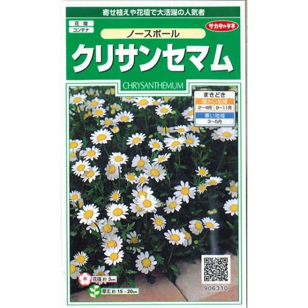 画像1: 花の種　クリサンセマム　ノースポール　約115粒　　サカタのタネ（株）実咲250 (1)
