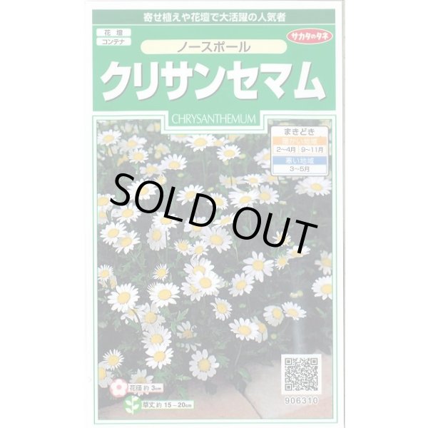 画像1: 送料無料　花の種　クリサンセマム　ノースポール　約115粒　(株)サカタのタネ　実咲250（026231） (1)