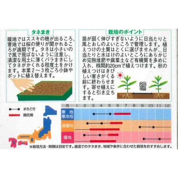 画像2: 花の種　クリサンセマム　ノースポール　約115粒　　サカタのタネ（株）実咲250 (2)