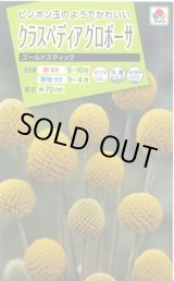 画像: 送料無料　花の種　クラスペディアグロボーサ　ゴールドスティック　0.1ml　タキイ種苗(株)NL200