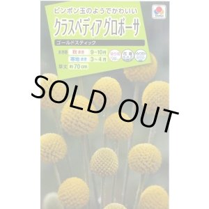 画像: 送料無料　花の種　クラスペディアグロボーサ　ゴールドスティック　0.1ml　タキイ種苗(株)NL200