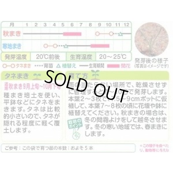 画像2: 花の種 クラスペディアグロボーサ ゴールドスティック 0.1ml タキイ種苗(株)NL200 (2)