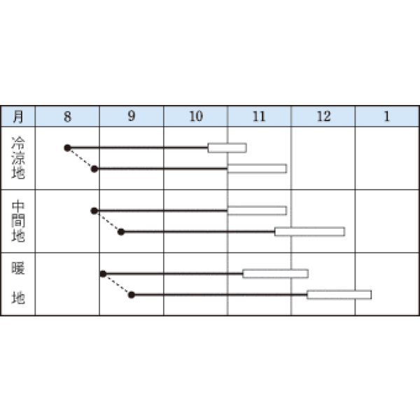 画像2: 送料無料　[大根]　長安青丸　紅心大根　1dl　タキイ種苗(株) (2)