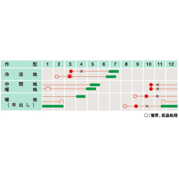 画像2: 送料無料　[そら豆]　ポポロ　1dL(およそ40粒)　（株）武蔵野種苗園 (2)