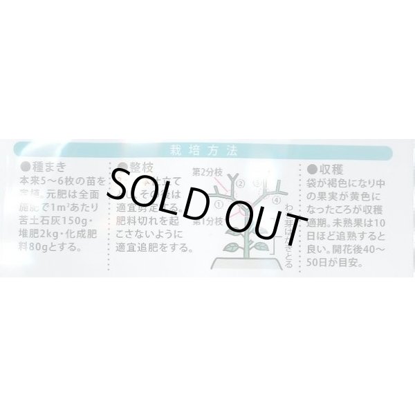 画像5: 送料無料　ホオズキ　キャンディーランタン　コート1000粒　（株）大和農園 (5)