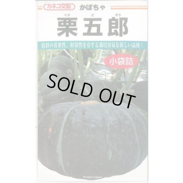 画像1: 送料無料　[かぼちゃ]　栗五郎　11粒　カネコ種苗（株） (1)