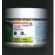 画像1: 送料無料　[キャベツ]　春波　ペレット5千粒　タキイ種苗(株) (1)