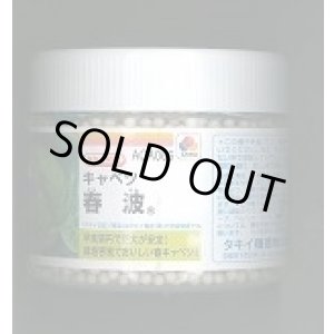 画像: 送料無料　[キャベツ]　春波　ペレット5千粒　タキイ種苗(株)