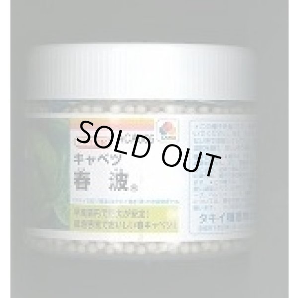 画像1: 送料無料　[キャベツ]　春波　ペレット5千粒　タキイ種苗(株) (1)