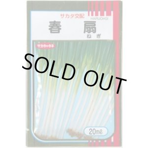 画像: 送料無料 [ねぎ] 春扇 20ml(裸種子) (株)サカタのタネ