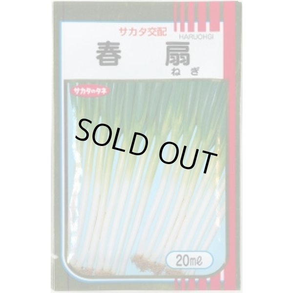 画像1: 送料無料 [ねぎ] 春扇 20ml(裸種子) (株)サカタのタネ (1)
