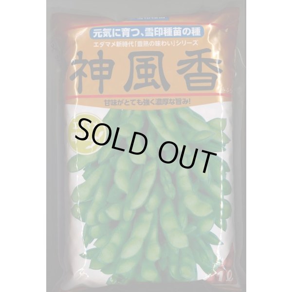 画像1: [枝豆]　枝豆　神風香　1L　雪印種苗(株) (1)