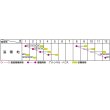 画像2: [葉物]　しゅんぎく　きくまろ　約5000粒　サカタのタネ（株）　実咲300 (2)