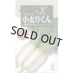 画像: 送料無料　[大根]　小太りくん　500粒　雪印種苗(株)