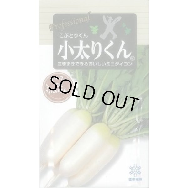 画像1: 送料無料　[大根]　小太りくん　500粒　雪印種苗(株) (1)